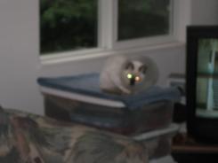 more kittens